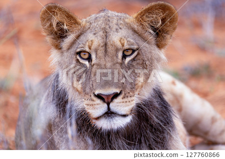 lions in kgalagadi national parks 127760866