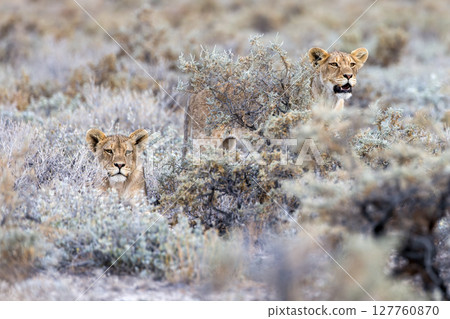 lion in etosha national park lion in etosha national park 127760870