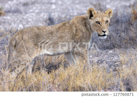 lion in etosha national park 127760871