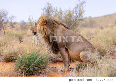 lion in kgalagadi national park lion in kgalagadi national park 127760888