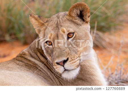 lion in kgalagadi national park 127760889