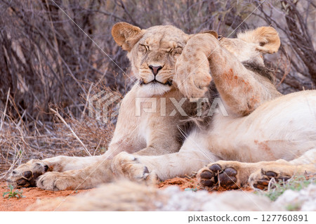 lion in kgalagadi national park 127760891