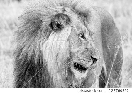 lion in kgalagadi national park 127760892