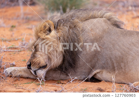 lion in kgalagadi national park 127760903