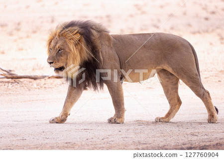 lion in kgalagadi national park 127760904