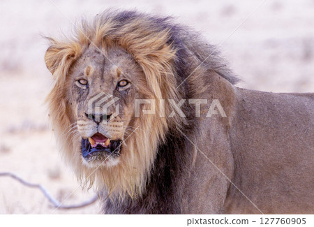 lion in kgalagadi national park lion in kgalagadi national park 127760905