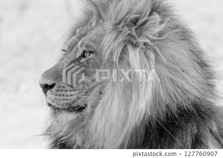 lion in kgalagadi national park 127760907