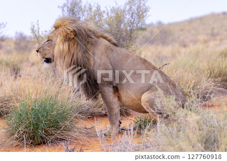 Lion in Kgalagadi National Park Lion in Kgalagadi National Park 127760918
