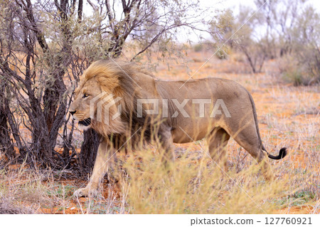 Lion in Kgalagadi National Park Lion in Kgalagadi National Park 127760921