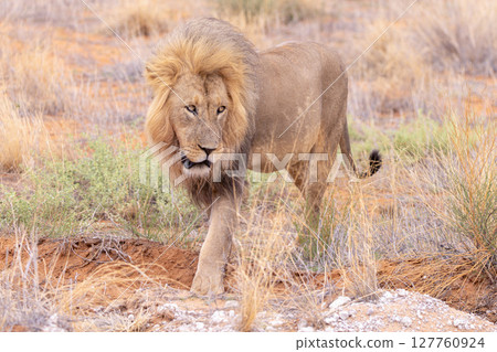 Lion in Kgalagadi National Park Lion in Kgalagadi National Park 127760924