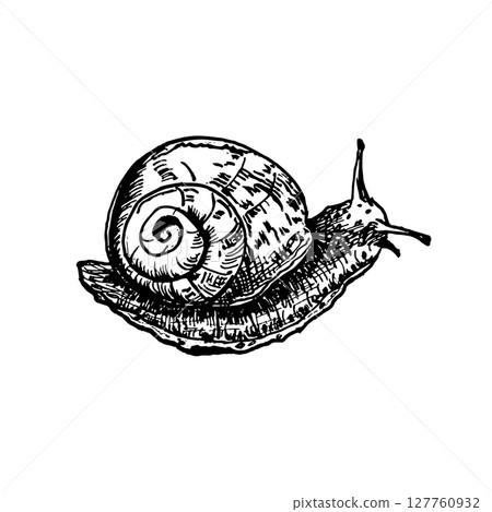 Roman snail hand drawn black and white outline vector illustration. Snail monochrome line art. Spiral shelled mollusk drawing for countryside themed designs, entomology prints, organic branding. 127760932