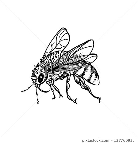 Bee flight hand drawn black and white outline vector botanical illustration. Wasp monochrome drawing. Buzzing insects by ink sketch for entomology art, garden product packaging, and honey label. 127760933
