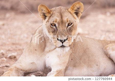 lioness in kgalagadi national park lioness in kgalagadi national park 127760944