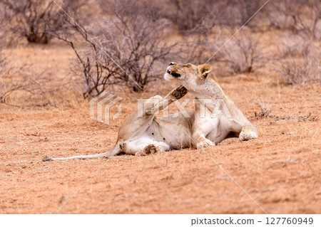 lioness in kgalagadi national park 127760949