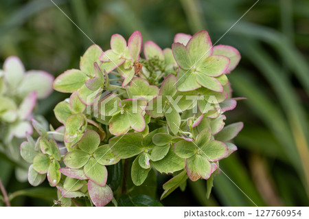 Beautiful flower of the paniculate hydrangea Metallica Beautiful flower of the paniculate hydrangea Metallica 127760954