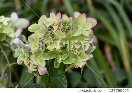 Beautiful flower of the paniculate hydrangea Metallica Beautiful flower of the paniculate hydrangea Metallica 127760955