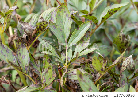 Brown rot of garden peonies. Leaves of a tree-like peony with signs of fungal diseases on the leaves. Brown spotting and rust on the garden peony. Brown rot of garden peonies. Leaves of a tree-like peony with signs of fungal diseases on the leaves. Brown spotting and rust on the garden peony. 127760956