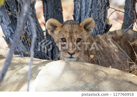 Lion at Etosha National Park, Namibia 127760958