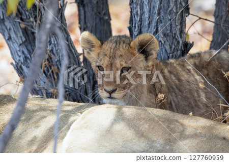 Lion at Etosha National Park, Namibia Lion at Etosha National Park, Namibia 127760959