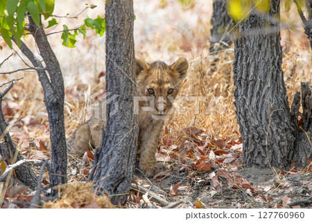 Lion at Etosha National Park, Namibia 127760960