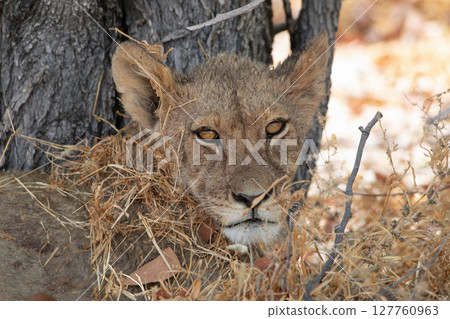Lion at Etosha National Park, Namibia 127760963
