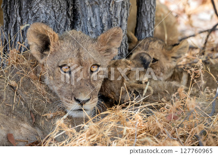 Lion at Etosha National Park, Namibia Lion at Etosha National Park, Namibia 127760965