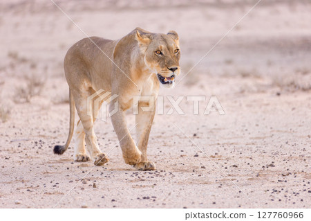 lioness in kgalagadi national park 127760966