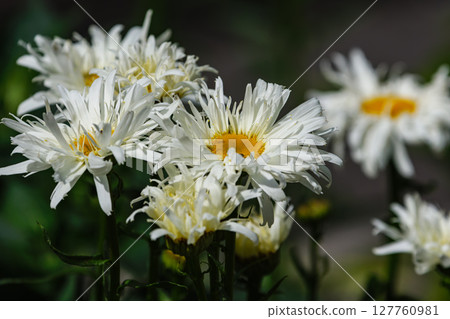 盛開的沙斯塔雛菊 盛開的沙斯塔雛菊 127760981