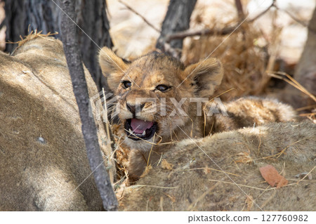 Lion at Etosha National Park, Namibia Lion at Etosha National Park, Namibia 127760982