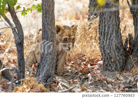 Lion at Etosha National Park, Namibia Lion at Etosha National Park, Namibia 127760983