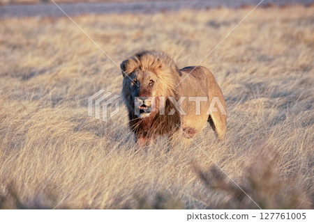 Lion at Etosha National Park, Namibia 127761005