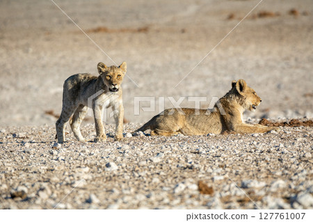 Lion cub at Etosha national Park 127761007