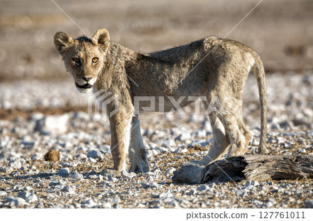 Lion cub at Etosha national Park Lion cub at Etosha national Park 127761011