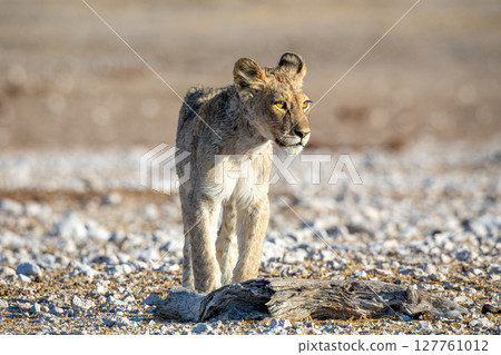 Lion cub at Etosha national Park Lion cub at Etosha national Park 127761012
