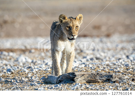Lion cub at Etosha national Park 127761014
