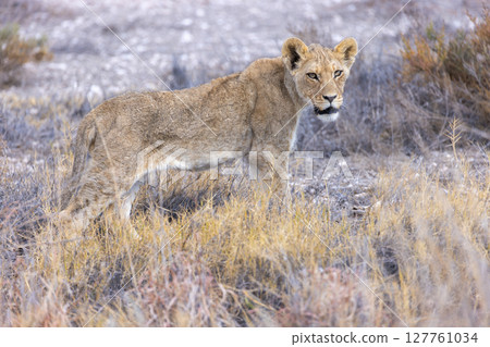 lion in etosha national park 127761034