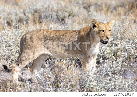lion in etosha national park 127761037
