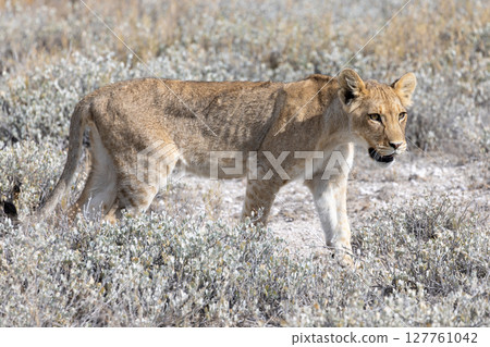 lion in etosha national park 127761042