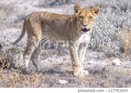 lion in etosha national park lion in etosha national park 127761045
