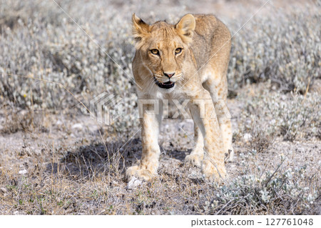 lion in etosha national park 127761048