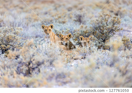 lion in etosha national park lion in etosha national park 127761050