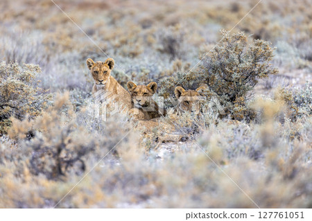 lion in etosha national park 127761051