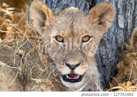 Lion at Etosha National Park, Namibia Lion at Etosha National Park, Namibia 127761062