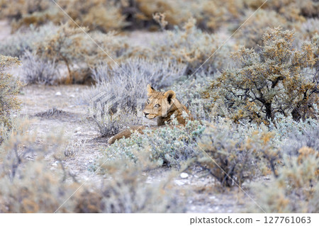 lion in etosha national park lion in etosha national park 127761063