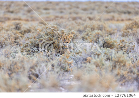 lion in etosha national park 127761064
