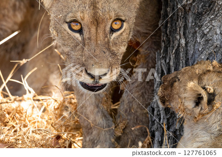Lion at Etosha National Park, Namibia Lion at Etosha National Park, Namibia 127761065