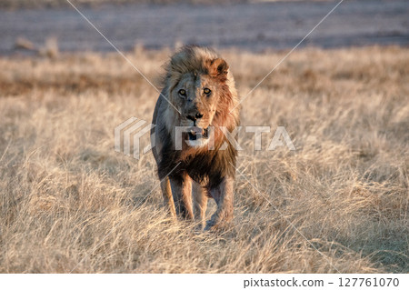 Lion at Etosha National Park, Namibia Lion at Etosha National Park, Namibia 127761070
