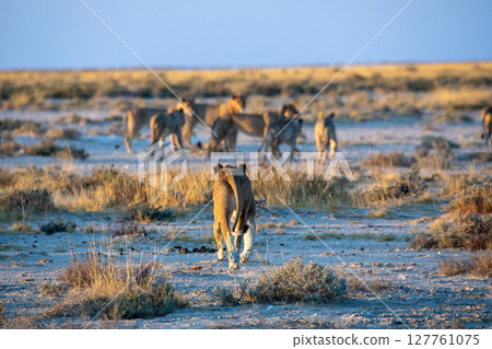 Lion at Etosha National Park, Namibia 127761075