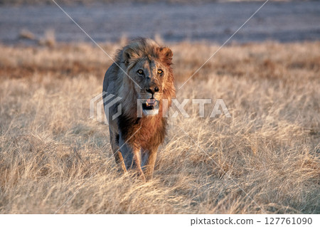 Lion at Etosha National Park, Namibia 127761090
