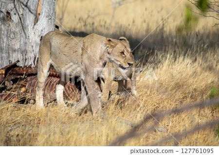 Lion at Etosha National Park, Namibia Lion at Etosha National Park, Namibia 127761095
